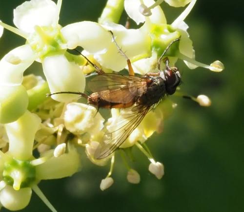 Réf. 235 728 : Fischeria bicolor